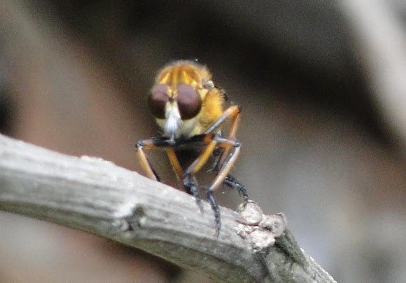 Spotting Image 1
