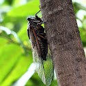 紅脈熊蟬 Crytotympana pustulata