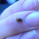 Cream-streaked ladybird