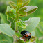 Gastrophysa polygoni