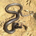 Southern black racer