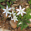 Pyrenees Star Of Bethlehem
