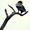Bataleur Eagle