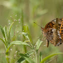 Variegated Fritillary