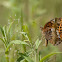 Variegated Fritillary