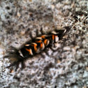 Tussock moth caterpillar