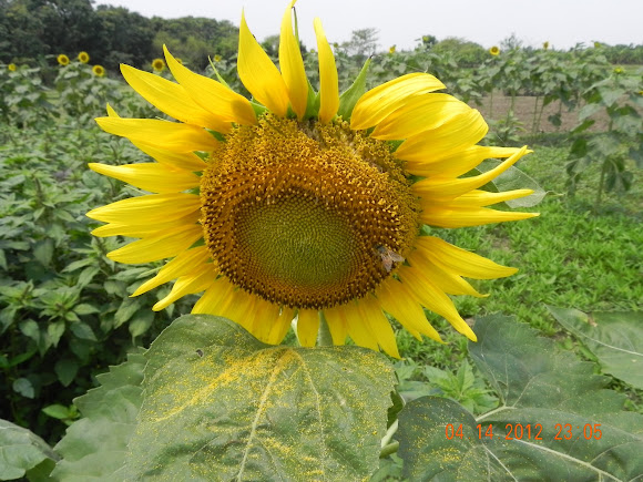 Spotting Image 1