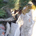 Natrix natrix