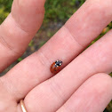 Lady Bug