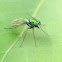 Long-legged Fly