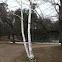 White birch