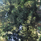 Macadamia tree