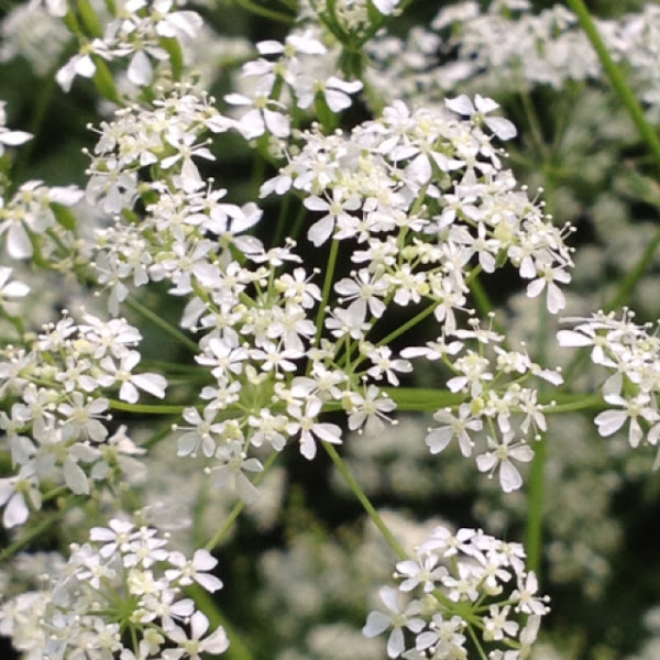 Hemlock Parsley Project Noah