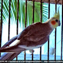 Cockatiel