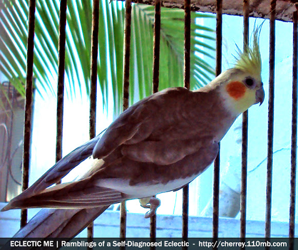Spotting Image 1