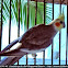 Cockatiel