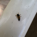 Asian Lady Bug Larva
