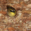 Yellow-throated Scrubwren