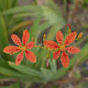 Blackberrylily Rhizome