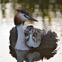 Great Crested Grebe