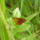 Chestnut Bob