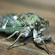 cicada