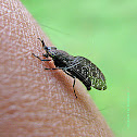 blood sucking bug