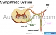 PNS: Sympathetic Division