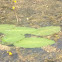 Water Lily