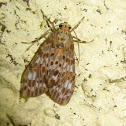 Eucereon Tiger Moth