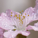 Prunus incisa