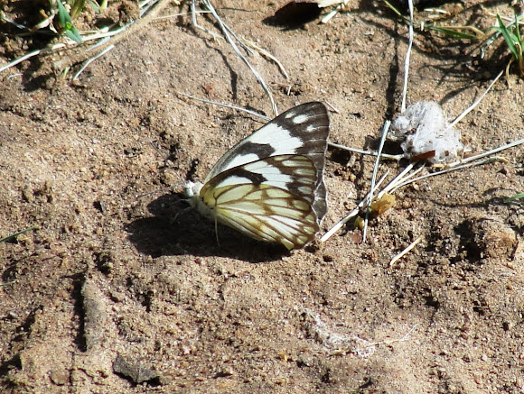 Spotting Image 1