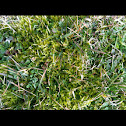 Moss