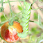 Tomato Worm