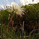 Alpine pasqueflower/Alpski kosmatinec