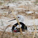 Black-winged Stilt