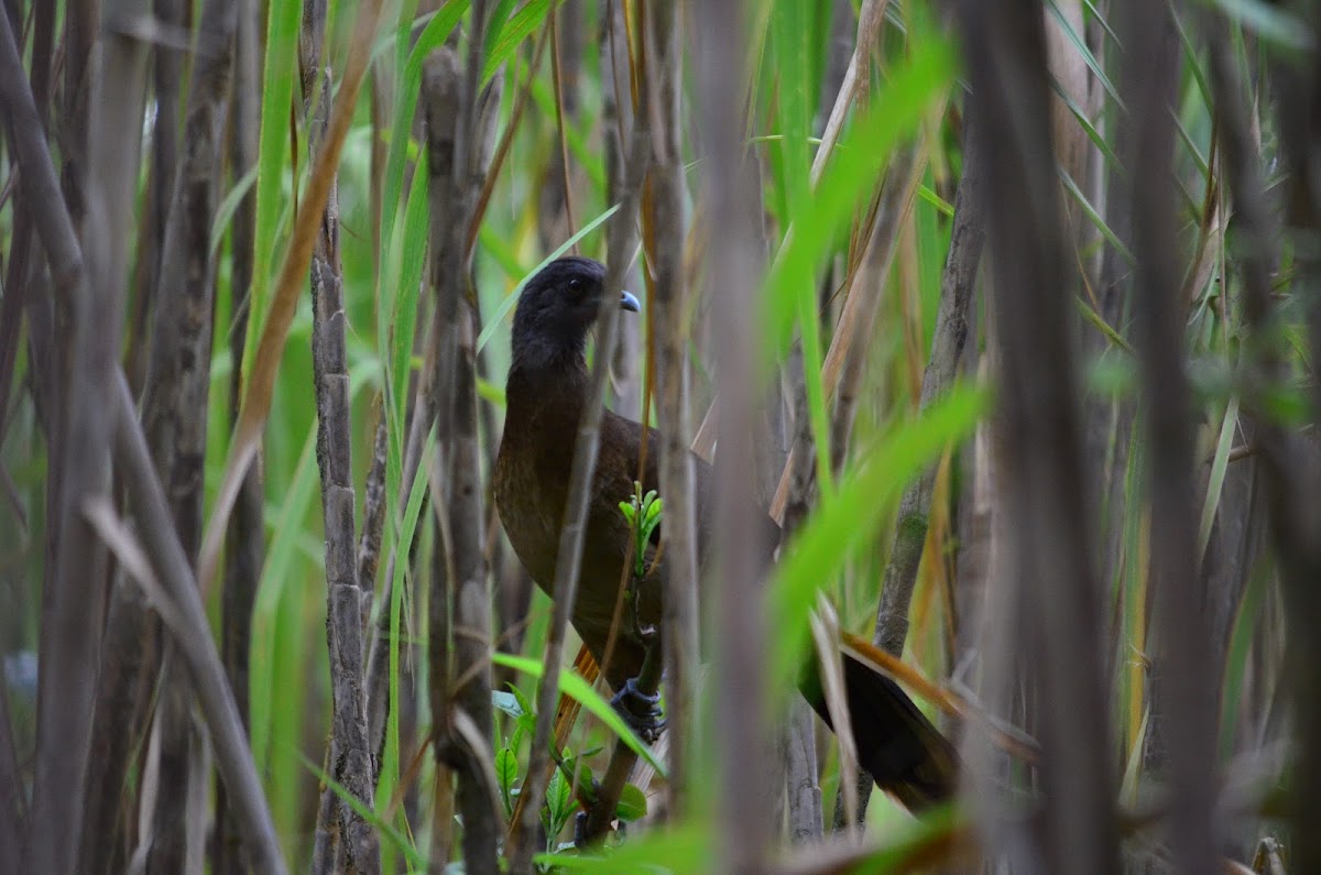 Chachalaca cabecigrís -- Gray-headed Chachalaca