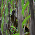 Chachalaca cabecigrís -- Gray-headed Chachalaca