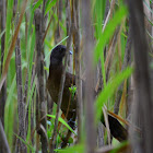 Chachalaca cabecigrís -- Gray-headed Chachalaca