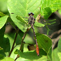 Russet-tipped Clubtail