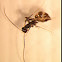 Black Crazy Ant