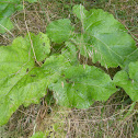 Broad-leaved Dock