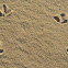Bird tracks!
