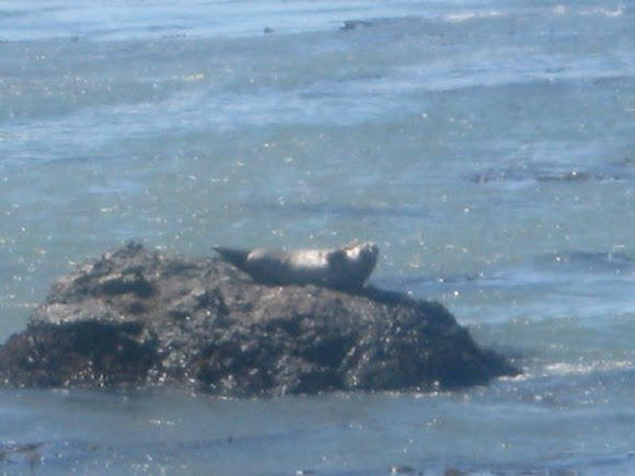 Spotting Image 1