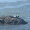 Harbor Seal