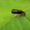 Martillito