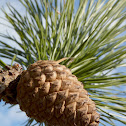 Pitch Pine