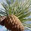 Pitch Pine