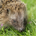 Hedgehog