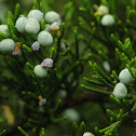Eastern Red Cedar